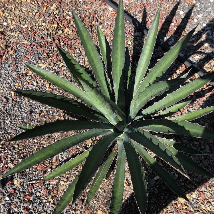 Plant image Agave Funkiana
