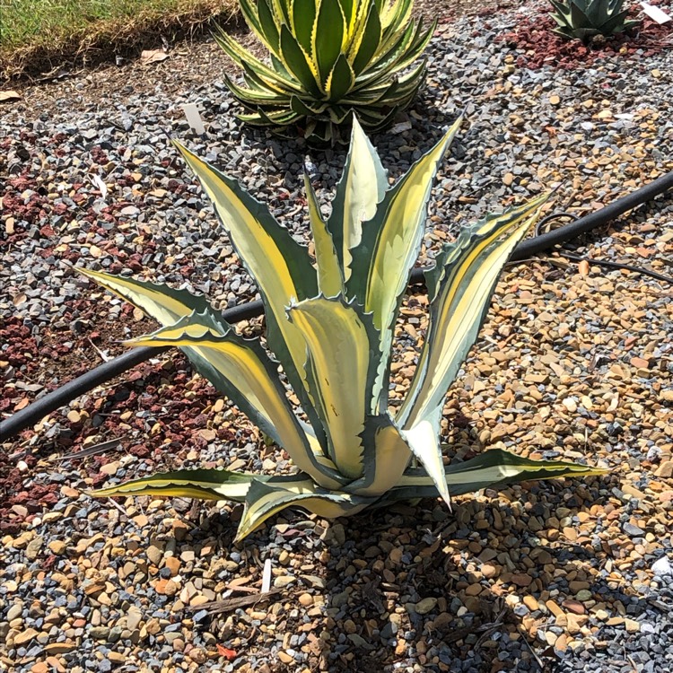 Plant image Agave americana 'Mediopicta Alba'