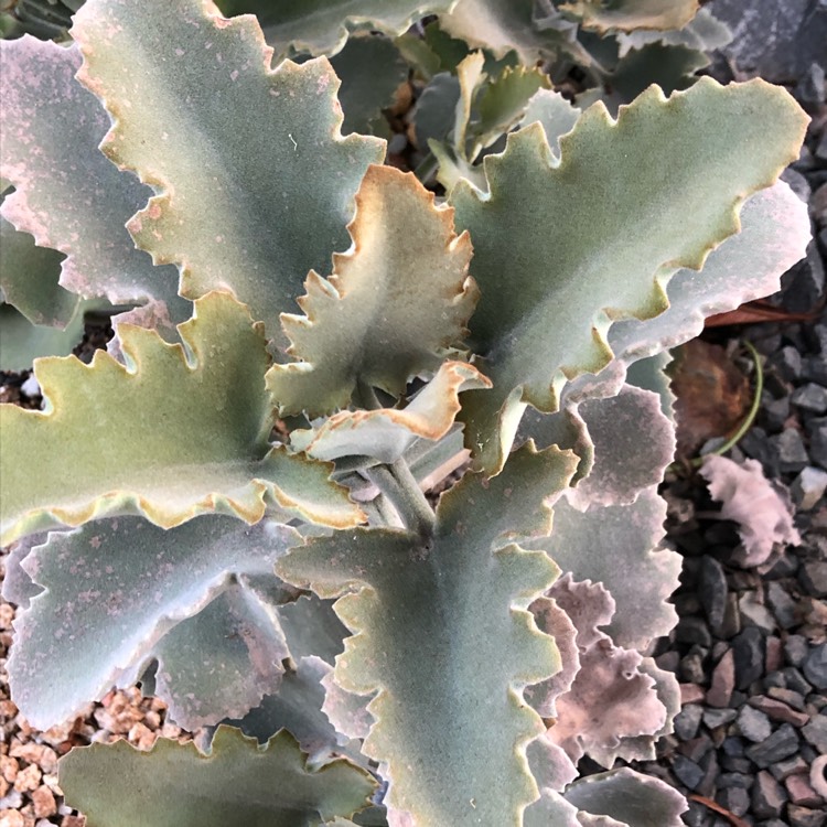 Plant image Kalanchoe Beharensis Oak Leaf