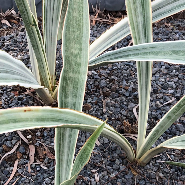 plant image 938040