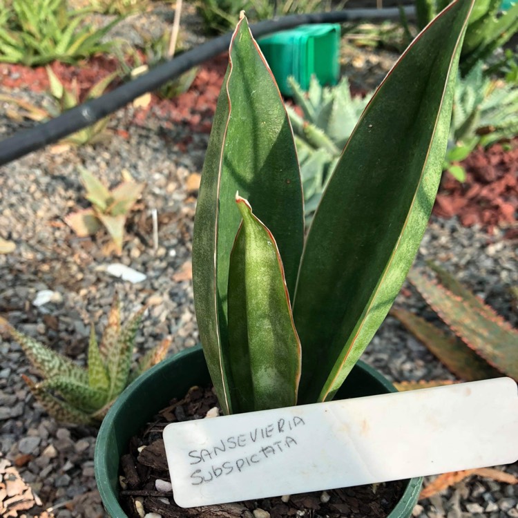 Plant image Sansevieria Subspicata