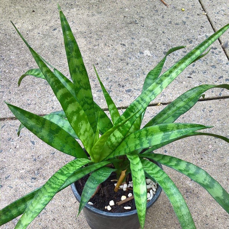 Plant image Sansevieria Dooneri