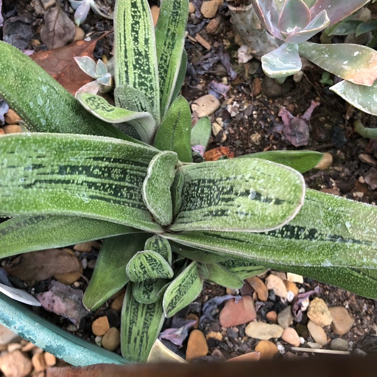 Plant image Gasteria Big Brother