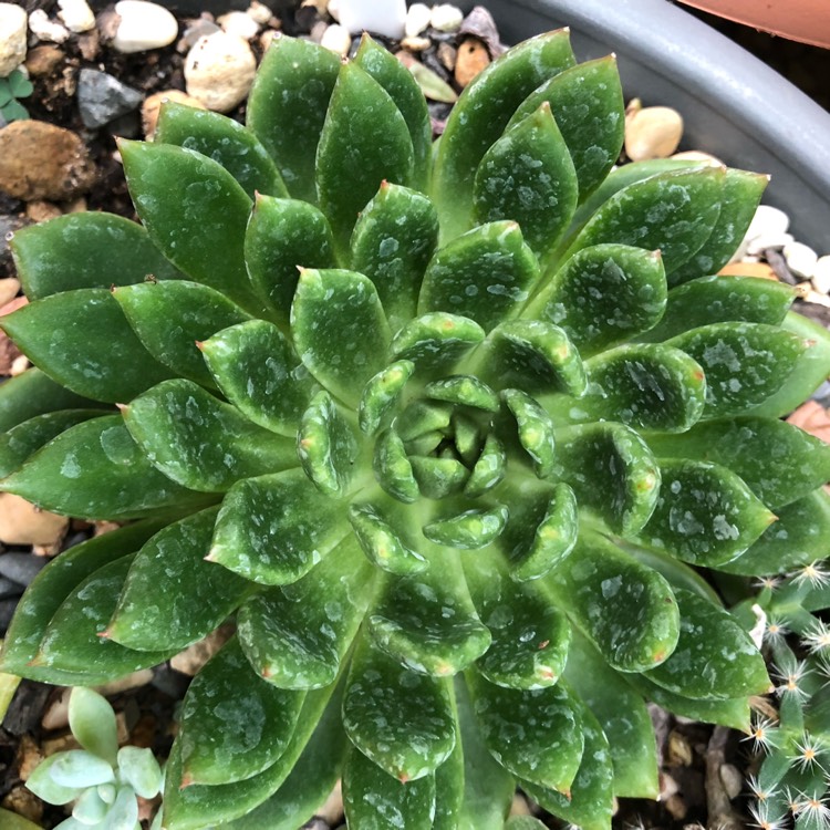 plant image 939233 plant image 939233