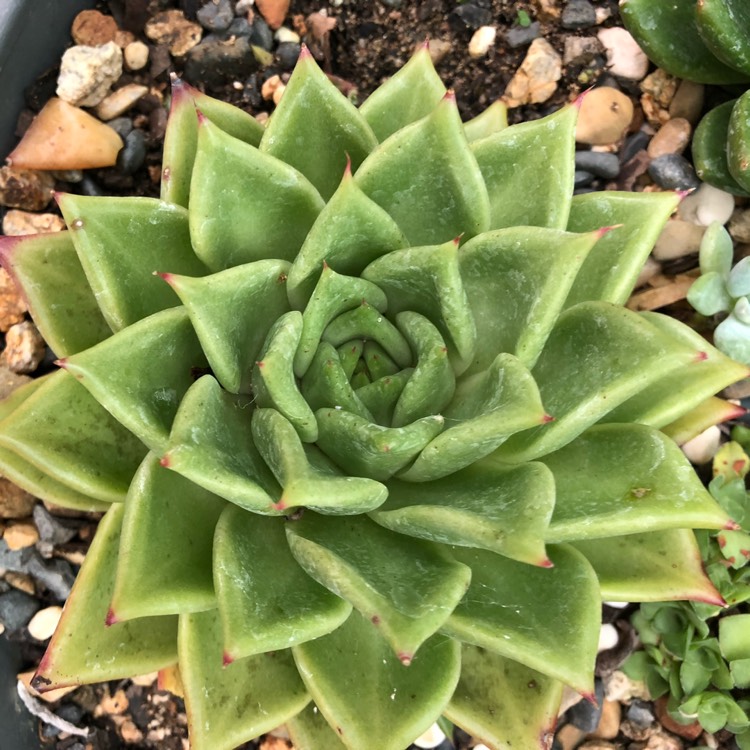 Plant image Echeveria Agavoides Sirius