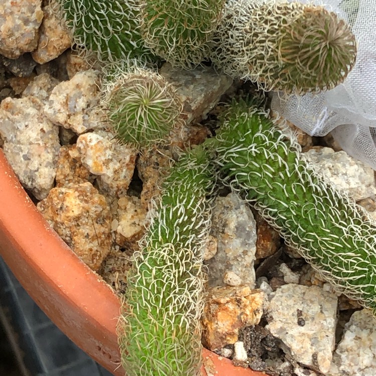 plant image 939242