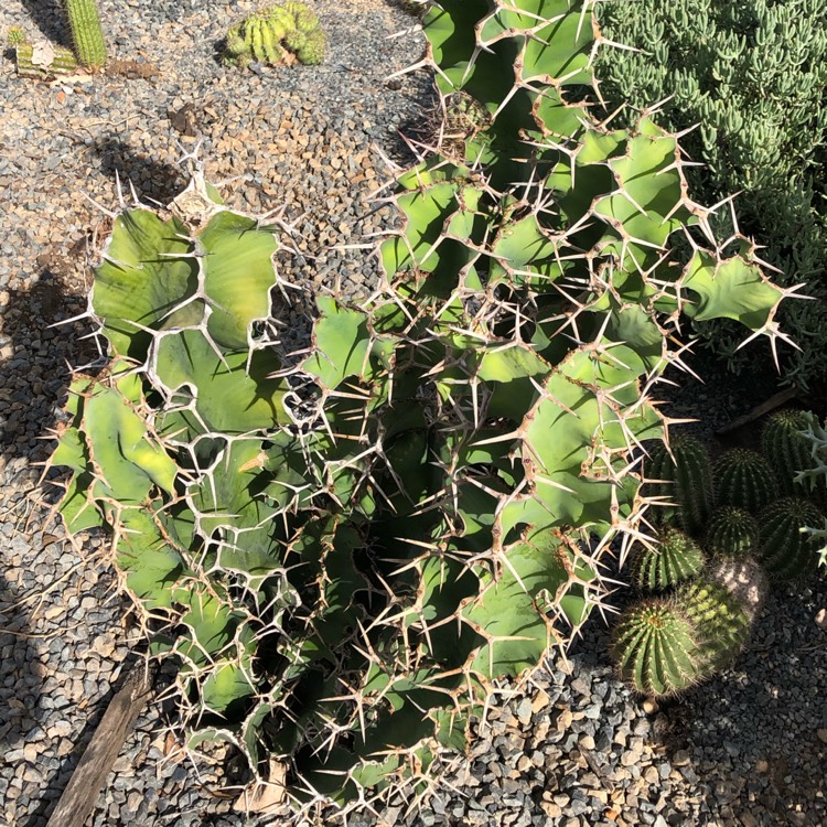 Plant image Euphorbia grandicornis