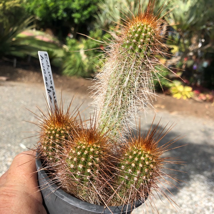 Plant image Echinopsis huascha