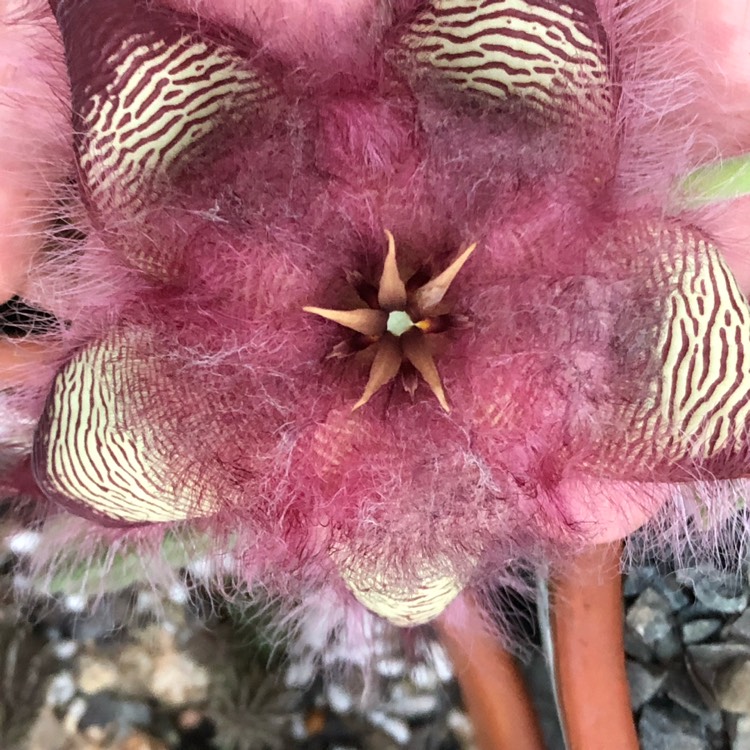 Plant image Stapelia hirsuta