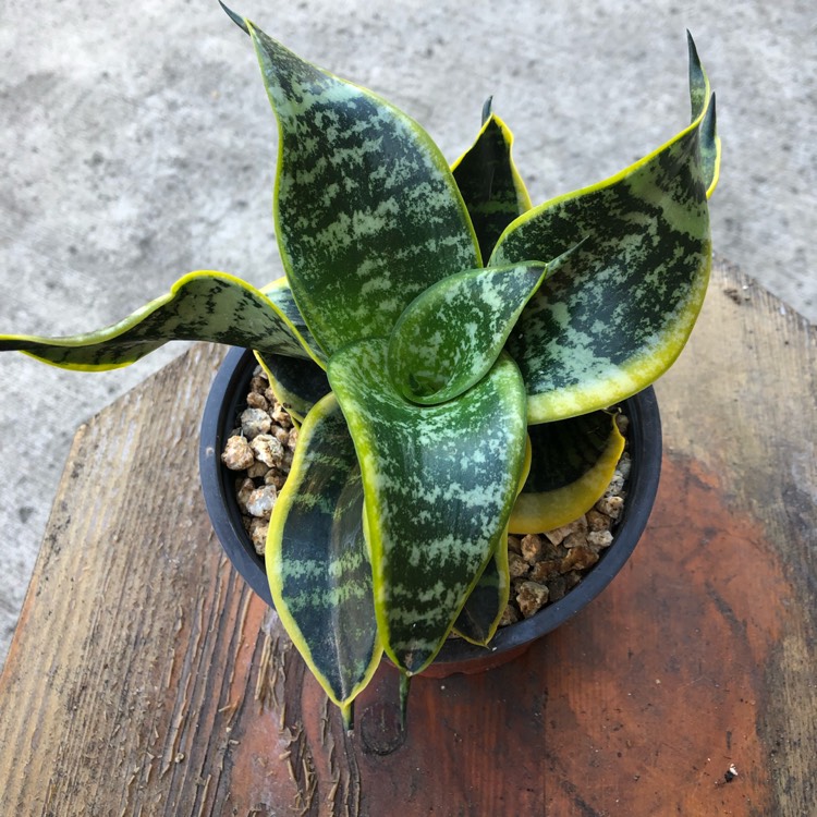 Plant image Sansevieria trifasciata 'Twisted Sister'