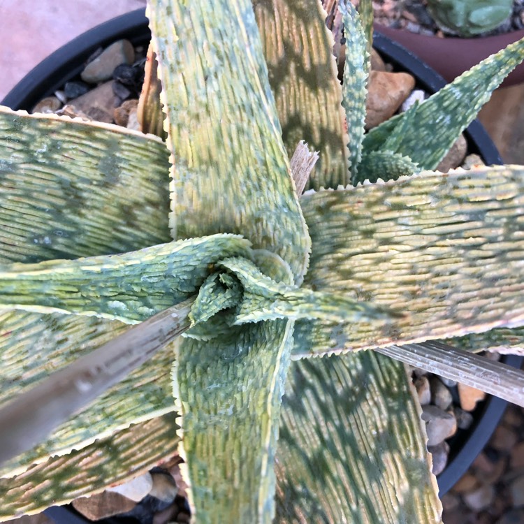 Plant image Aloe Silver Ridge