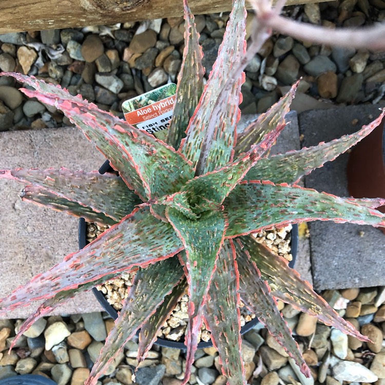plant image 941402