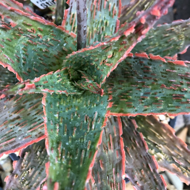 Plant image Aloe Stingray