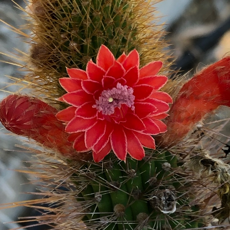 plant image 945235