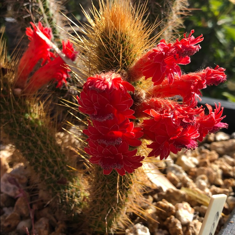 Plant image Cleistocactus samaipatanus