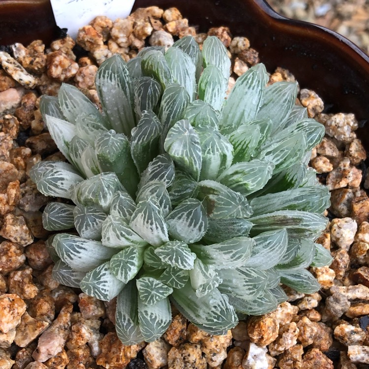 Plant image Haworthia Cooperi Variegata