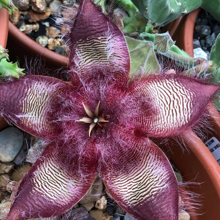 Plant image Stapelia Hirsute
