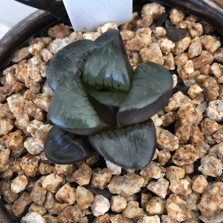 Plant image Haworthia Tropical Night
