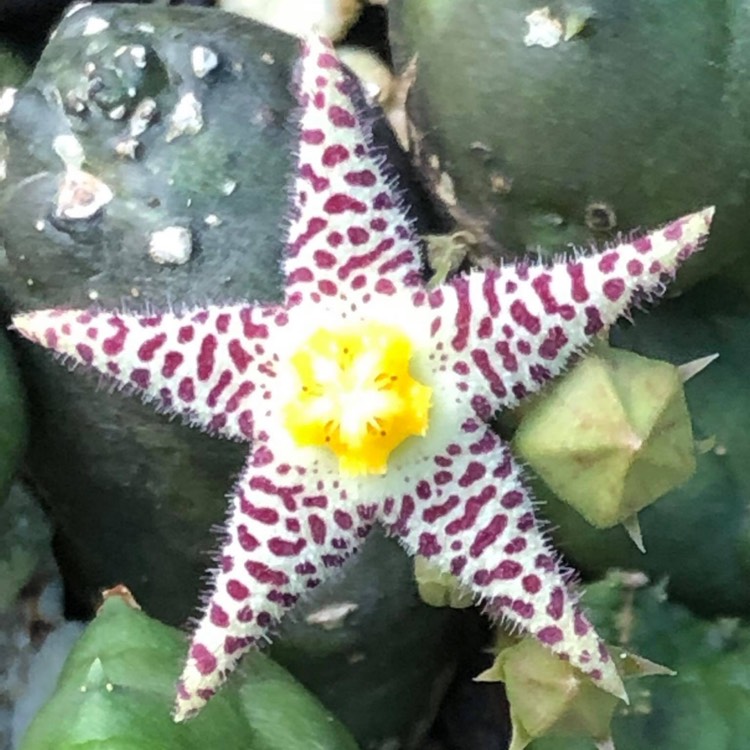 Plant image Piaranthus geminatus