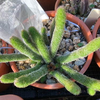 Stapelianthus Pilosus