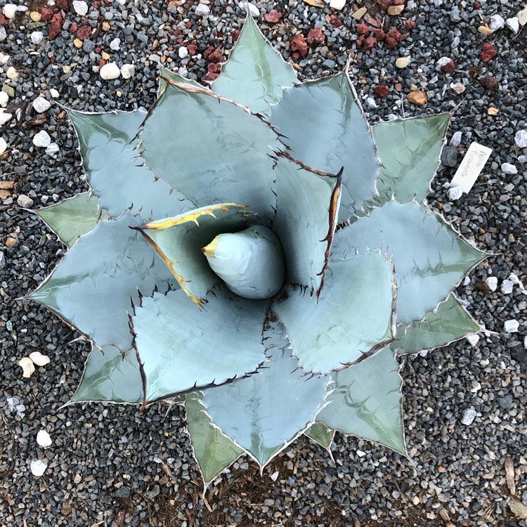 Plant image Agave Titanota