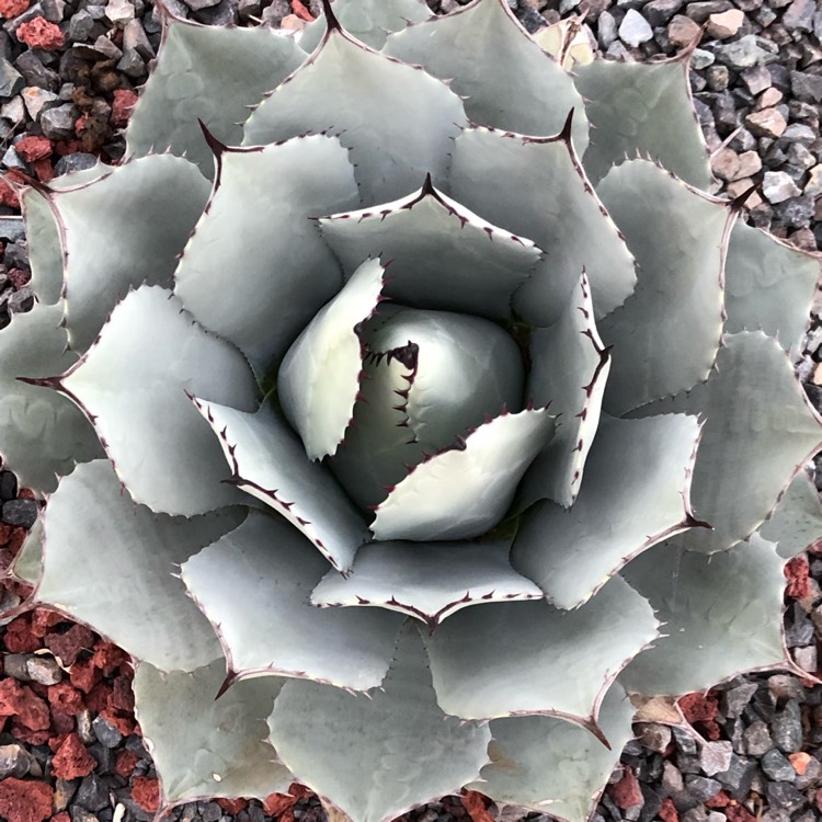 Plant image Agave Parryi v. Parryi