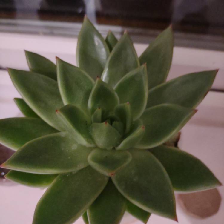 Plant image Echeveria Agavoides Lemaire