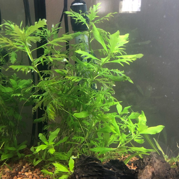Plant image Hygrophila Difformis