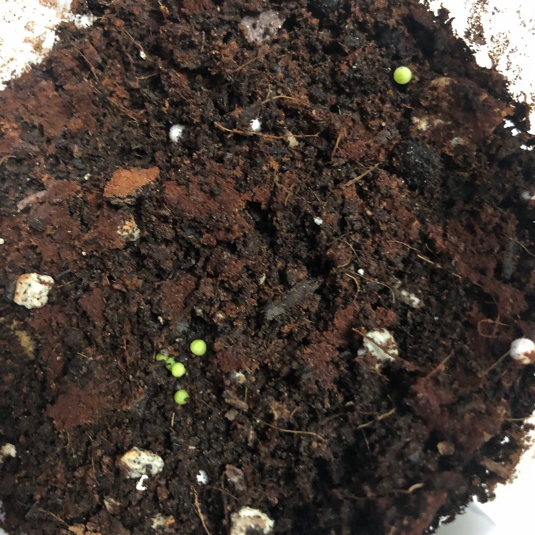 plant image 1015811