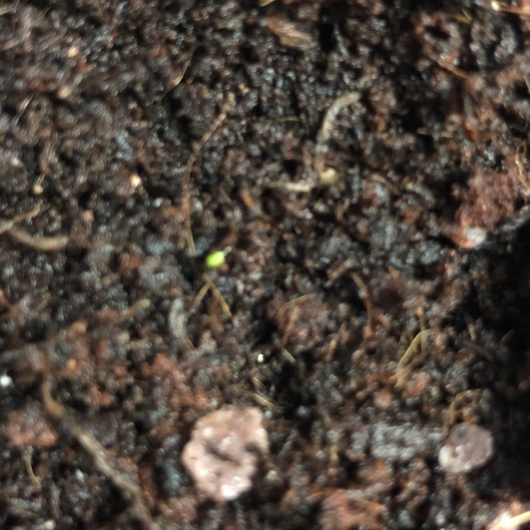 plant image 1015815