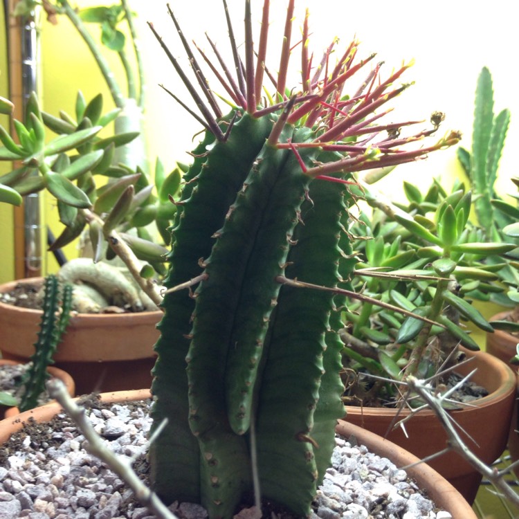 plant image 668230