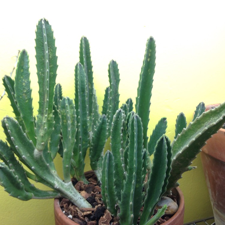 plant image 670351