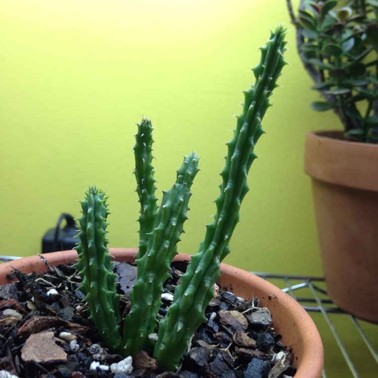 plant image 670358 plant image 670358