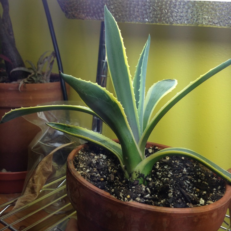 plant image 670398 plant image 670398
