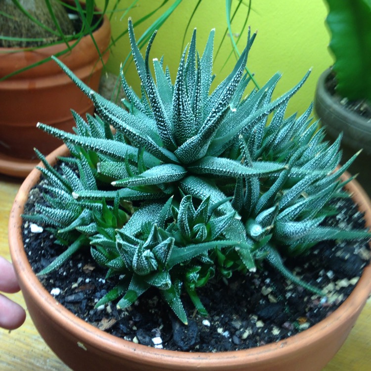 plant image 670403