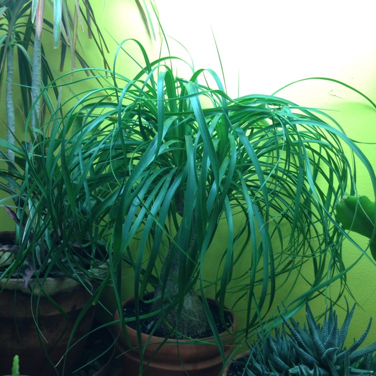 plant image 671734 plant image 671734