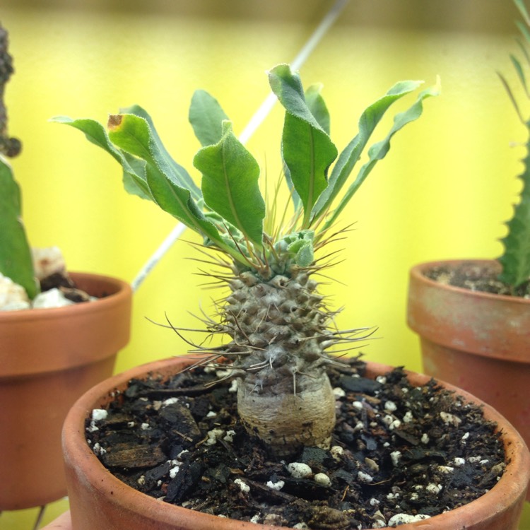 plant image 672785