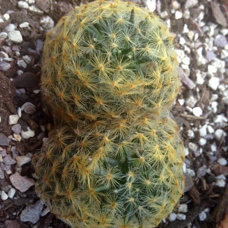 plant image 676771