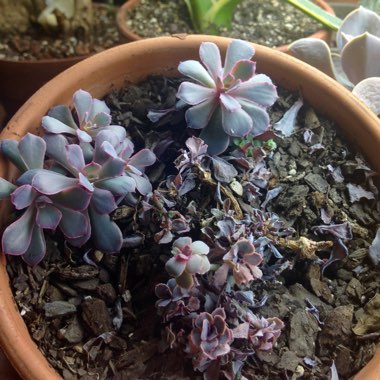 Echeveria Neon Breakers
