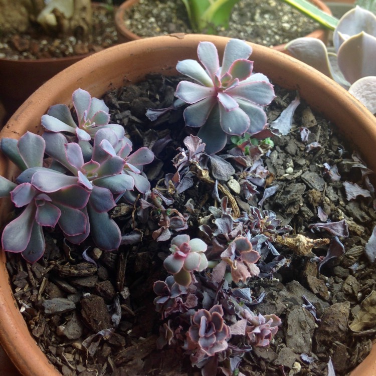 plant image 677115