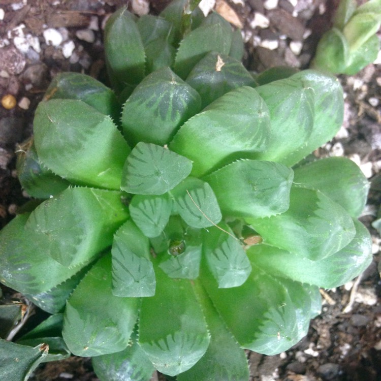 plant image 678442