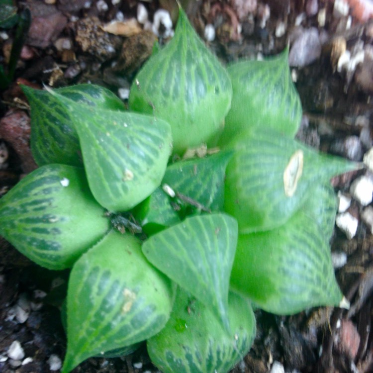 plant image 678454
