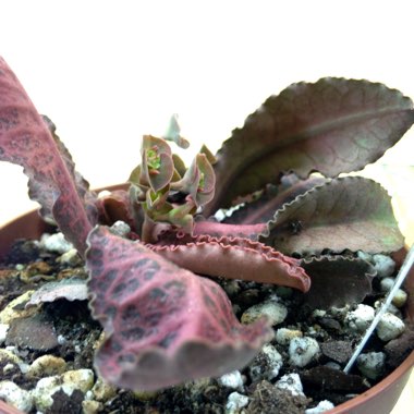 Euphorbia francoisii var. Crassicaulis