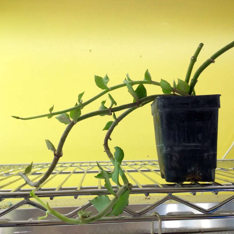 plant image 681853