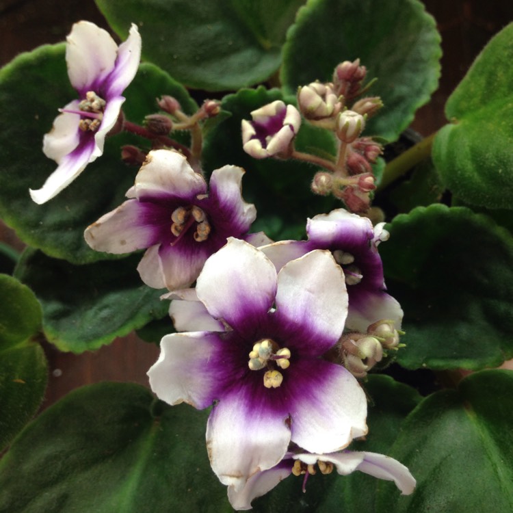 plant image 685300 plant image 685300