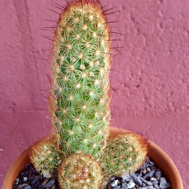 Mammillaria elongata 'Copper King'