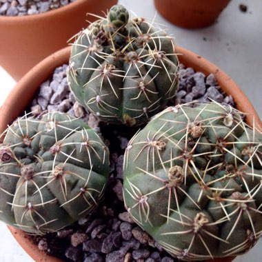 Gymnocalycium baldianum
