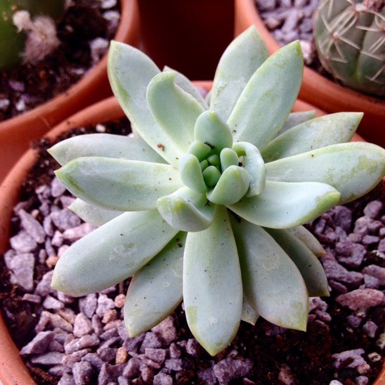 plant image 685391 plant image 685391