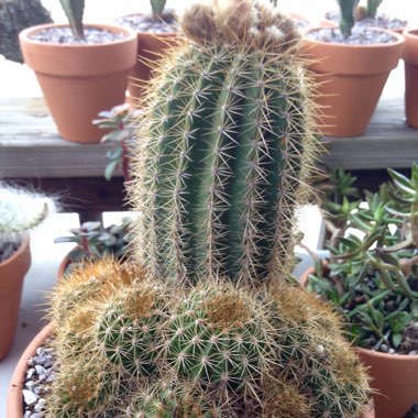 Echinopsis huascha 'Grandiflora' syn. Trichocereus grandiflorus
