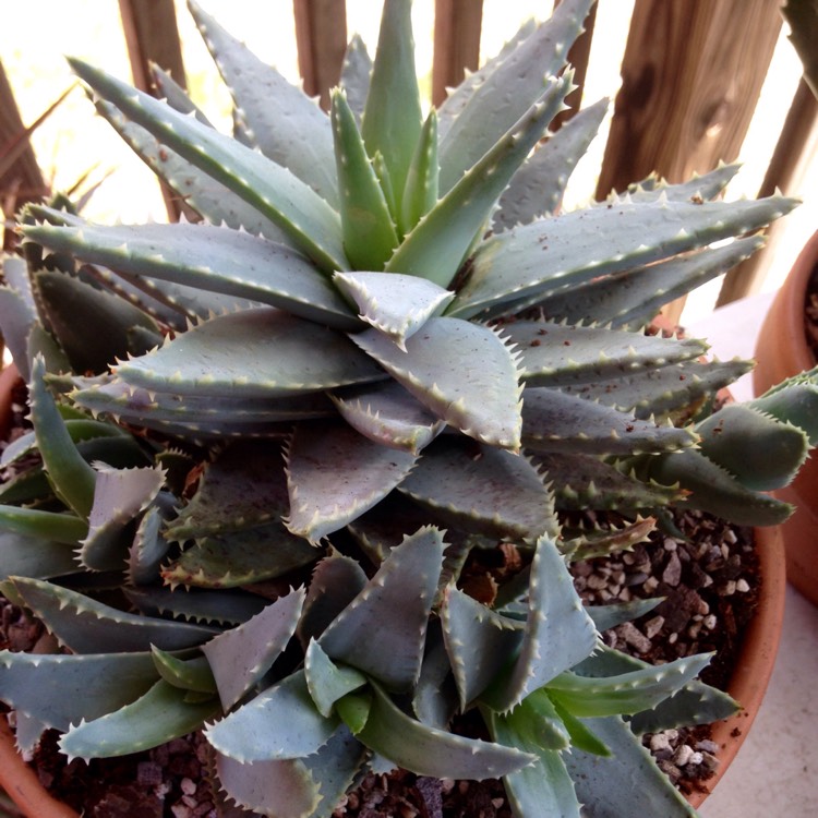 plant image 686665